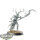 Sylvaneth - Branchwych - unbemalt