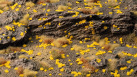 GamersGrass - Tiny Tufts - Golden 1mm