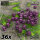 Green Stuff World - 36x D6 12mm Dice - Purple / Black