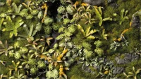 GamersGrass - Jungle Floor Basing Box