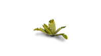 GamersGrass - Laser Plants - Banana Tree