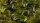 GamersGrass - Laser Plants - Banana Tree