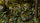 GamersGrass - Laser Plants - Bracken