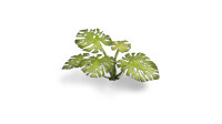 GamersGrass - Laser Plants - Monstera