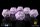 Baron of Dice - Infinity: N4 Purple - Official Dice Set (6 Dices)