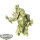Death Guard - Foul Blightspawn - unbemalt