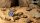 GamersGrass - Desert of Maahl Bases - Round 28mm (x8)