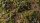 GamersGrass - Strong Green Shrubs